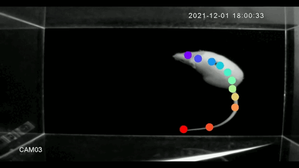 Science Robotics最新研究：柔性脊柱全面提升老鼠机器人的运动能力！(图12)